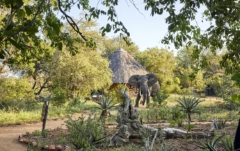 Motswari Private Game Reserve Elephant