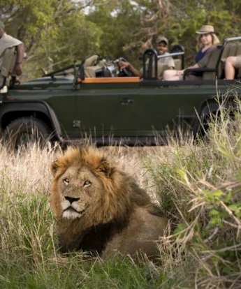 lion game drive, tanda tula safari camp, timbavati private game reserve, south africa