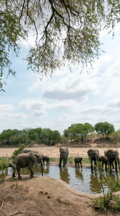 Elephants by Waterhole South Africa
