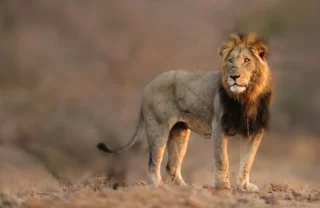 A male lion with a dark mane stands to attention, Singita Sweni Lodge, Kruger National Park, South Africa - Yellow Zebra Safaris