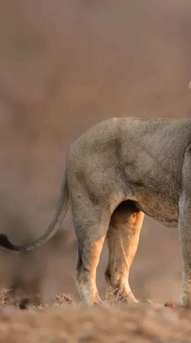 A male lion with a dark mane stands to attention, Singita Sweni Lodge, Kruger National Park, South Africa - Yellow Zebra Safaris
