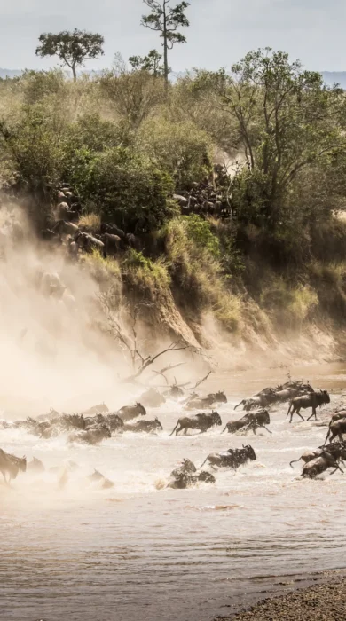 Wildebeest migration in the Maasai Mara, Kenya safaris