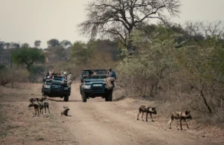 game drive, wild dog, outdoor viewing area, thornybush game lodge, game reserve, south africa