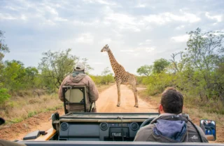 giraffe, game drive, outdoor viewing area, thornybush game lodge, game reserve, south africa
