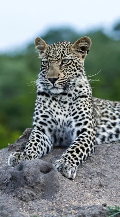 leopards, inyati lodge, sabi sands reserves, south africa