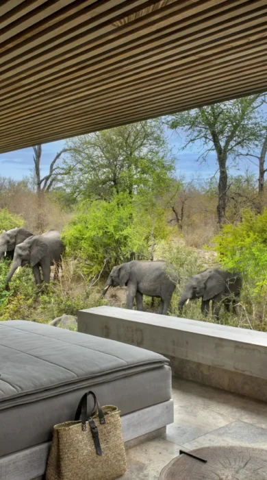 elephant view, cheetah plains, sabi sands, south africa