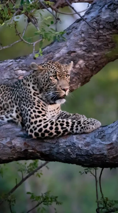 leopard, cheetah plains, sabi sands, south africa