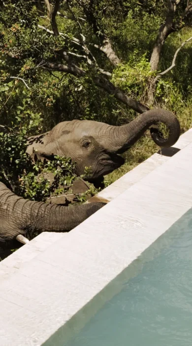 plunge pool and elephants, thornybush game reserve, south africa