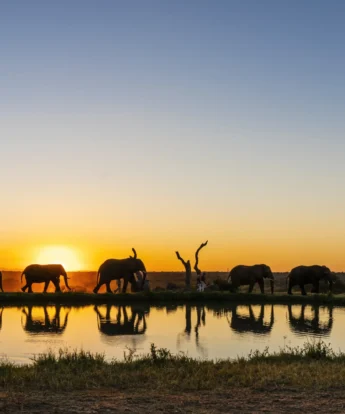 herd sunset, jabulani, kruger national park, south africa