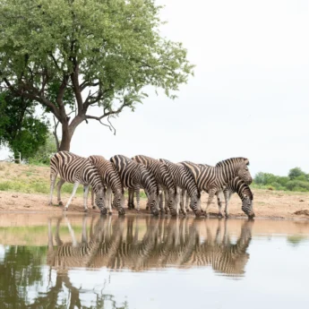 Watering Hole, Jaci Lodge, Madikwe GR, South Africa