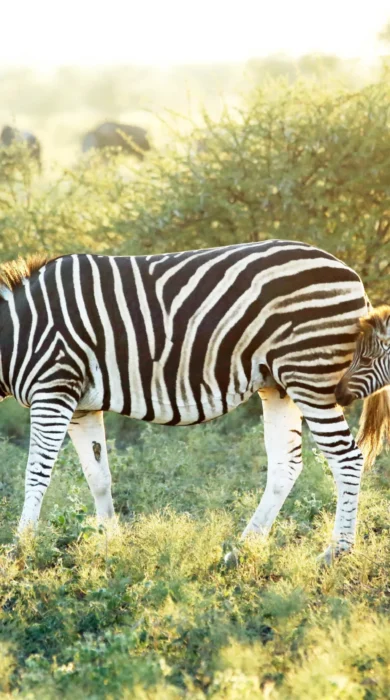 madikwe hills south africa wildlife zebras yellow zebra safaris