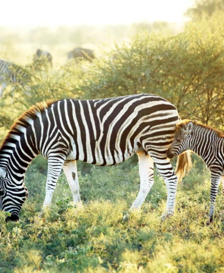 madikwe hills south africa wildlife zebras yellow zebra safaris