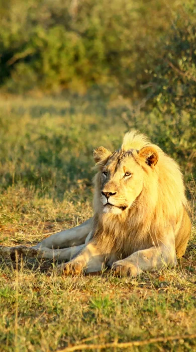 madikwe hills wildlife yellow zebra safaris lion