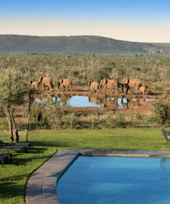 elephants, madikwe lelapa lodge, madikwe game reserve, south africa