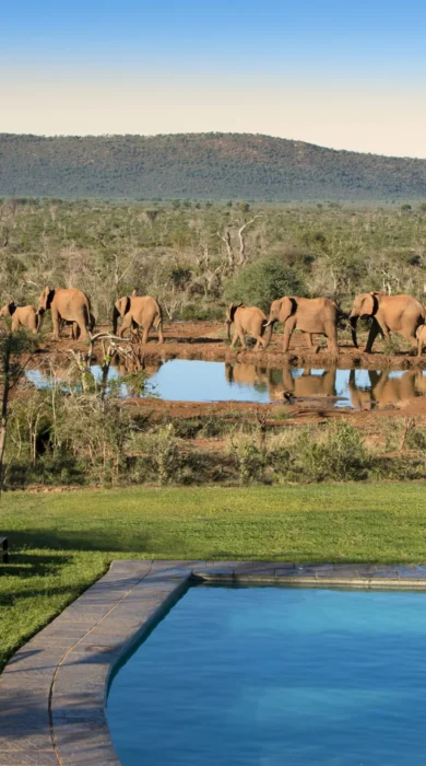 elephants, madikwe lelapa lodge, madikwe game reserve, south africa