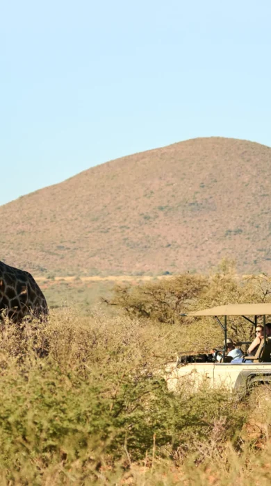 tswalu motse game drive giraffe south africa yellow zebra safaris