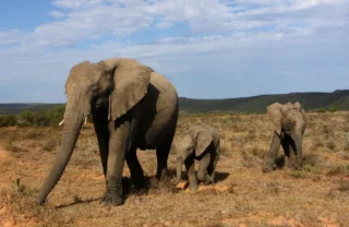Elephants, Shamwari Bayethe, Shamwari, South Africa