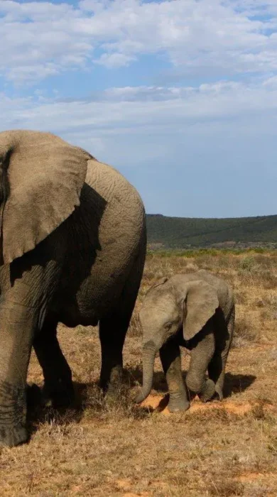 Elephants, Shamwari Bayethe, Shamwari, South Africa