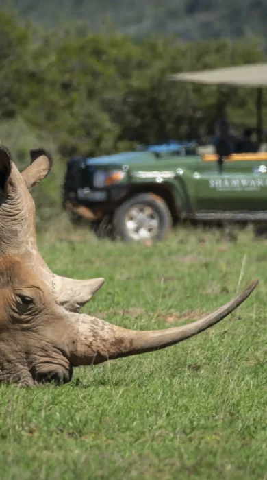 Game Drive, Shamwari Bayethe, Shamwari, South Africa
