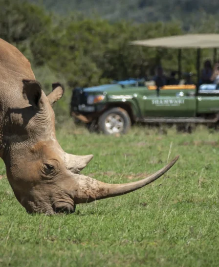 Game Drive, Shamwari Bayethe, Shamwari, South Africa