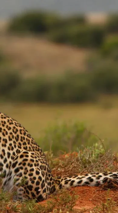 Leopard, Shamwari Long Lee, Shamwari, South Africa