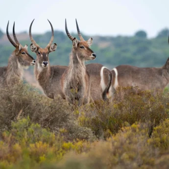 Wildlife, Shamwari Riverdene, Shamwari, South Africa