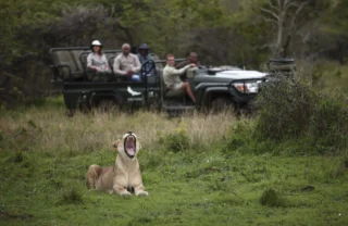 game drive, Phinda Mountain Lodge, south africa