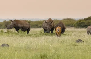 lion rhinos phinda vlei lodge south africa