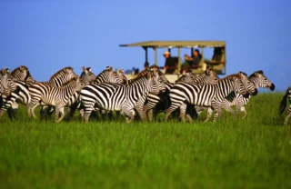 Tanzania wildlife adventures with zebra, Serengeti safaris