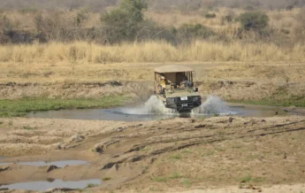 ikuka safari camp game drive tanzania yellow zebra safaris