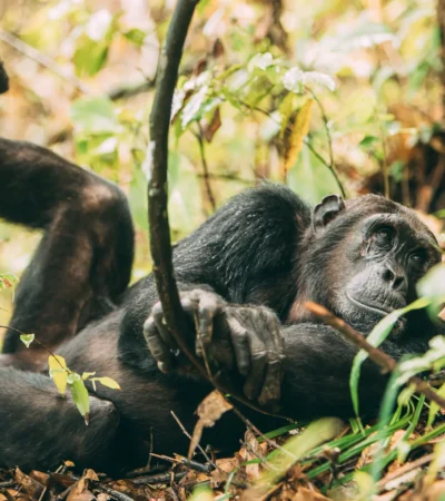 greystoke mahale chimp tanzania yellow zebra safaris