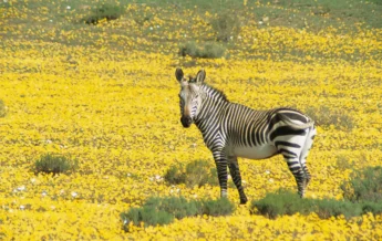 zebra bushmans kloof south africa
