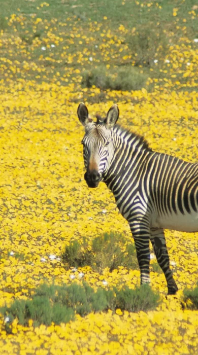 zebra bushmans kloof south africa