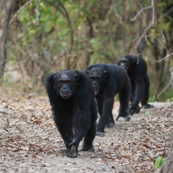 Chimpanzees, Mahale Mountains National Park, Tanzania, Africa