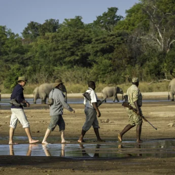 elephant walking safari, south luangwa national park, zambia