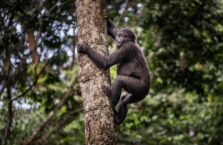 gorilla trekking, odzala kokoua national park, republic of the congo safaris