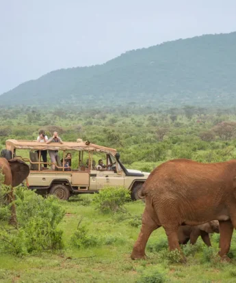 elephant bedroom elephant game drive view kenya yellow zebra safaris