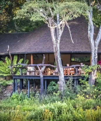 kitich forest camp exterior kenya yellow zebra safaris