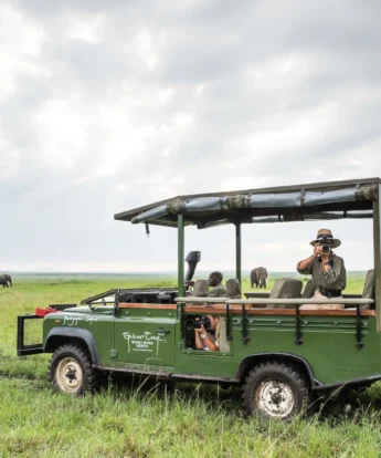governors camp game drive kenya yellow zebra safaris