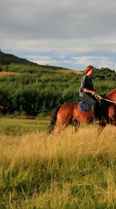 Horses