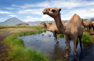 Camels, Lake Natron Camp, Tanzania safari, Africa