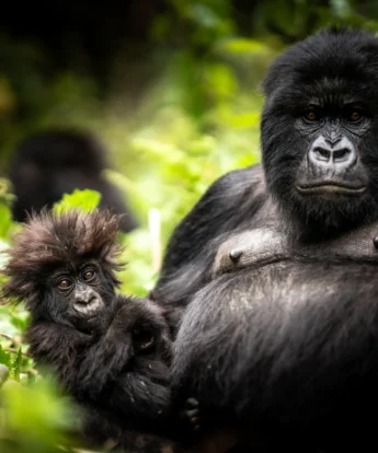 Gorilla, Bisate Reserve, Volcanoes National Park, Rwanda