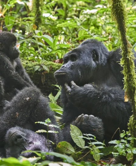 gorilla, nkuringo bwindi gorilla lodge, bwindi impenetrable national park, uganda