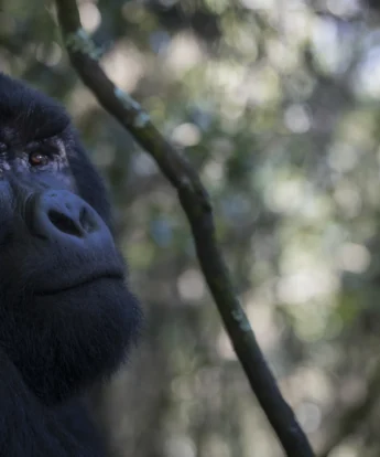 Gorilla, Bwindi Lodge, Queen Elizabeth Np, Uganda