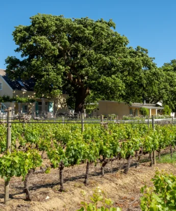 view of the guest house from the vineyards