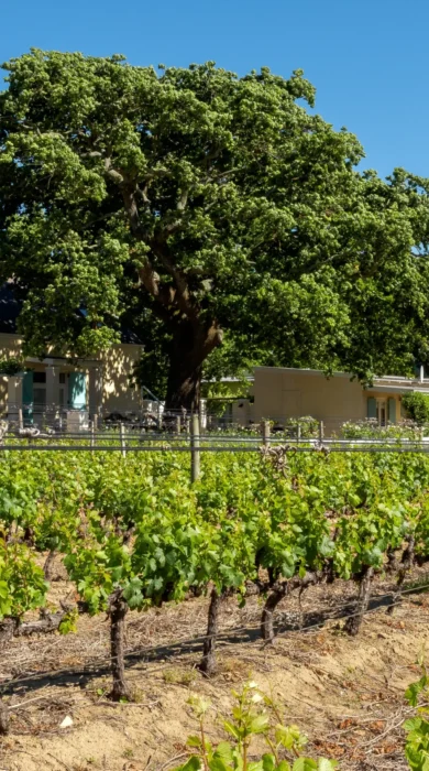 view of the guest house from the vineyards