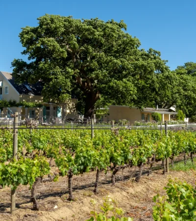 view of the guest house from the vineyards