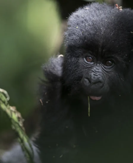 Gorilla, Mount Gahinga, Mgahinga Gorilla NP, Uganda