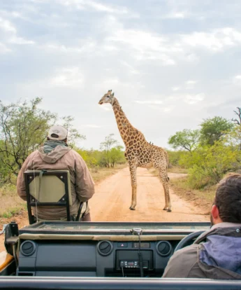 giraffe, game drive, outdoor viewing area, thornybush game lodge, game reserve, south africa