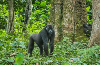 gorilla safaris, republic of the congo, africa holidays